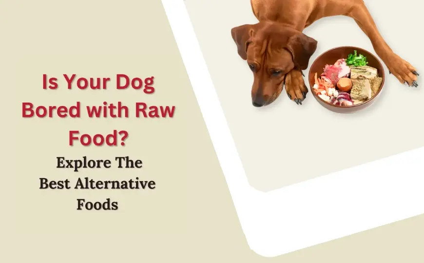 10 Alternatives To Raw Dog Food: Choose The Best One Guide